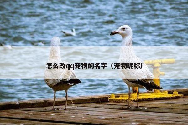 怎么改qq宠物的名字（宠物昵称）