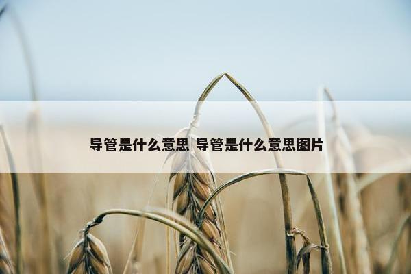 导管是什么意思 导管是什么意思图片