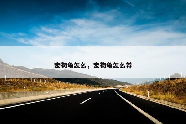 宠物龟怎么，宠物龟怎么养