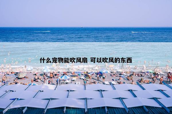 什么宠物能吹风扇 可以吹风的东西