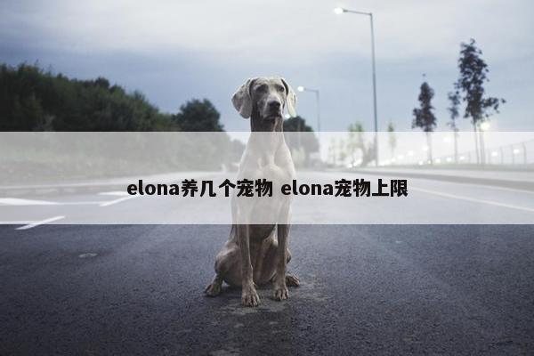 elona养几个宠物 elona宠物上限