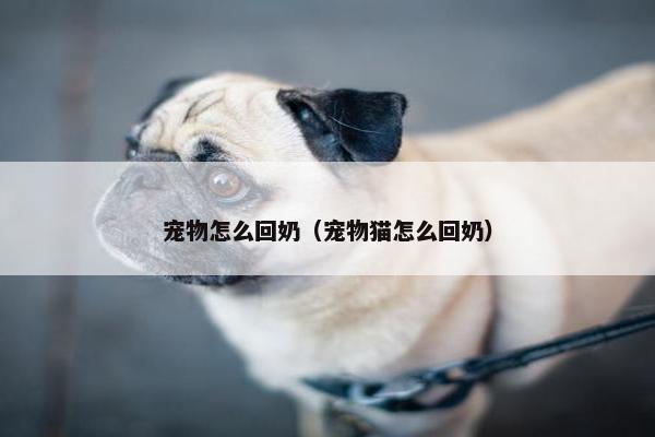 宠物怎么回奶（宠物猫怎么回奶）