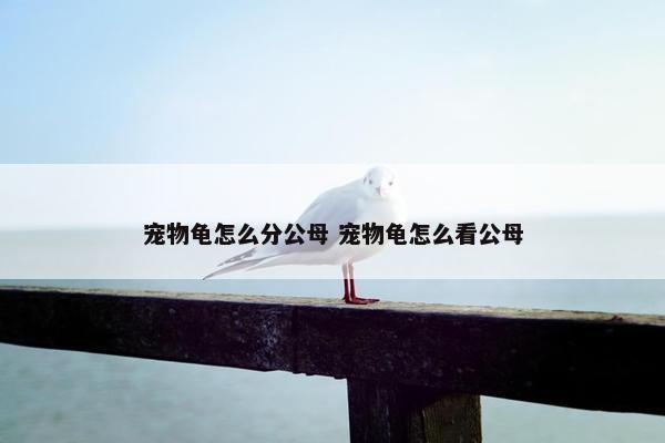 宠物龟怎么分公母 宠物龟怎么看公母