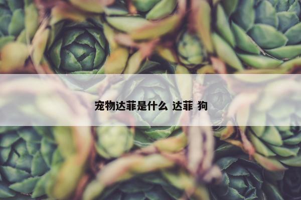 宠物达菲是什么 达菲 狗