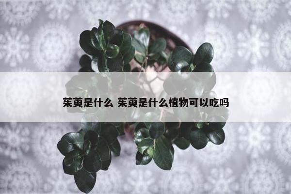 茱萸是什么 茱萸是什么植物可以吃吗