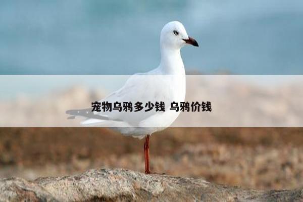 宠物乌鸦多少钱 乌鸦价钱