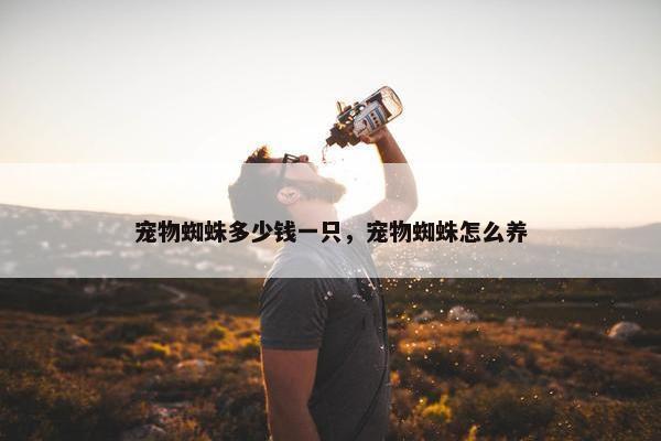 宠物蜘蛛多少钱一只，宠物蜘蛛怎么养