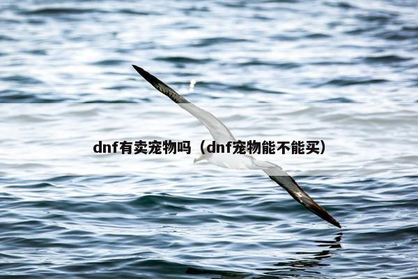 dnf有卖宠物吗（dnf宠物能不能买）