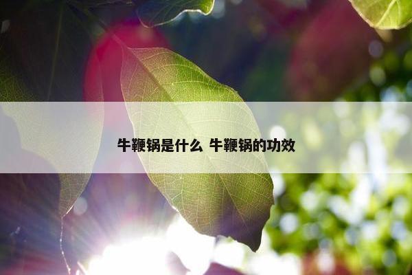 牛鞭锅是什么 牛鞭锅的功效