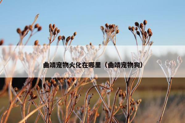 曲靖宠物火化在哪里（曲靖宠物狗）