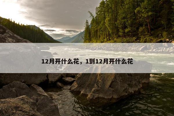 12月开什么花，1到12月开什么花