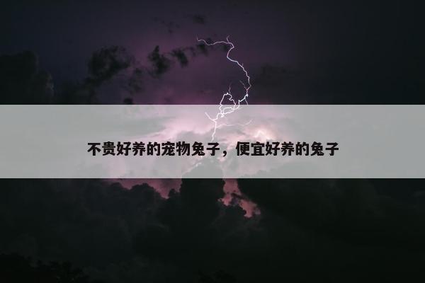 不贵好养的宠物兔子，便宜好养的兔子