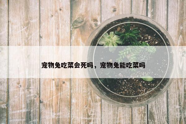 宠物兔吃菜会死吗，宠物兔能吃菜吗