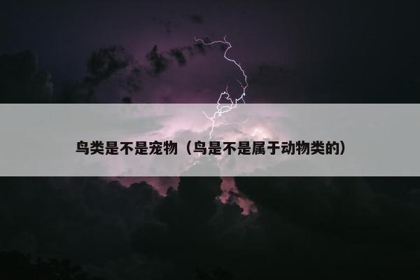 鸟类是不是宠物（鸟是不是属于动物类的）