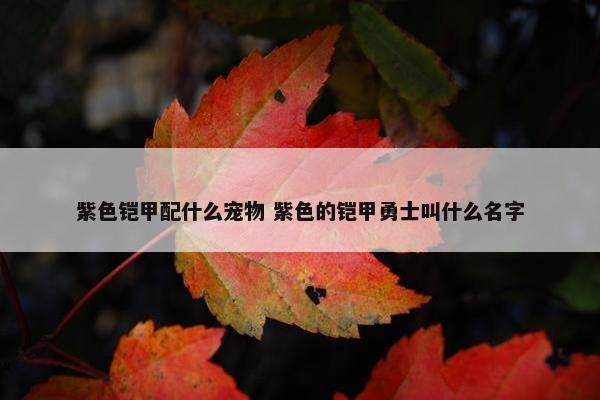 紫色铠甲配什么宠物 紫色的铠甲勇士叫什么名字