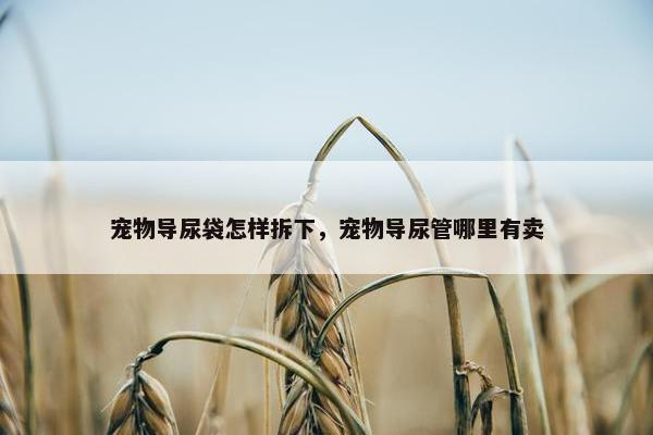 宠物导尿袋怎样拆下，宠物导尿管哪里有卖