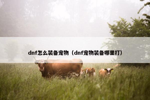 dnf怎么装备宠物（dnf宠物装备哪里打）