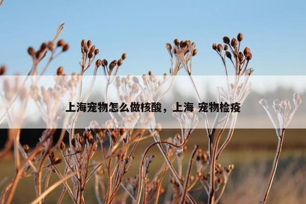 上海宠物怎么做核酸，上海 宠物检疫