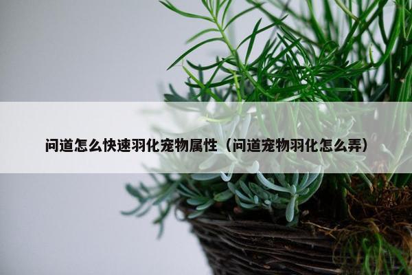 问道怎么快速羽化宠物属性（问道宠物羽化怎么弄）