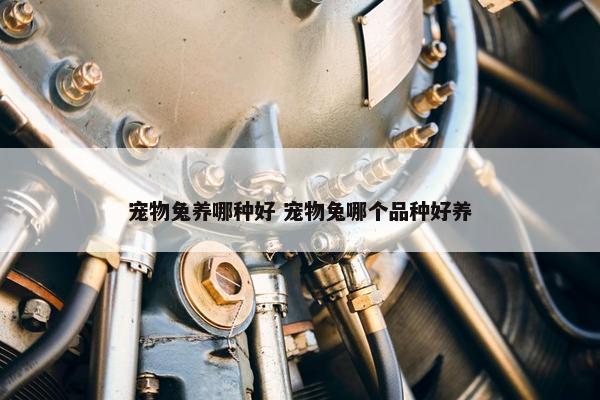 宠物兔养哪种好 宠物兔哪个品种好养