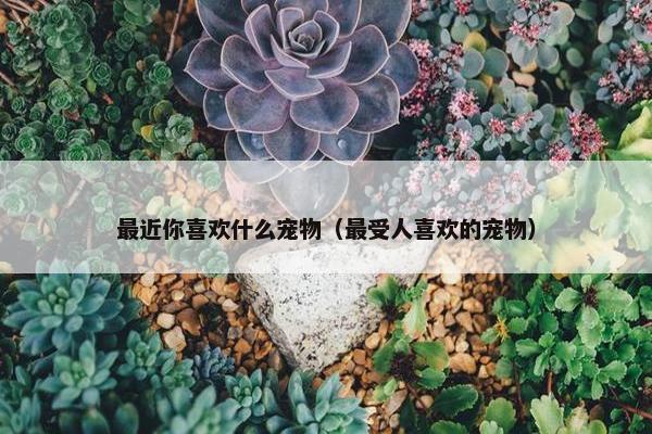 最近你喜欢什么宠物（最受人喜欢的宠物）