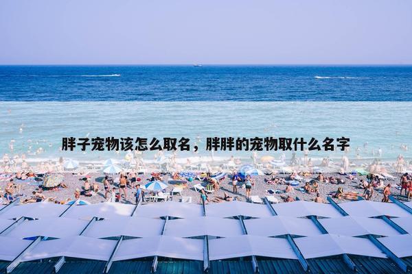 胖子宠物该怎么取名，胖胖的宠物取什么名字