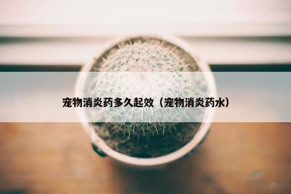 宠物消炎药多久起效（宠物消炎药水）