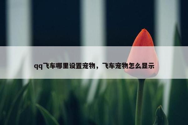 qq飞车哪里设置宠物，飞车宠物怎么显示