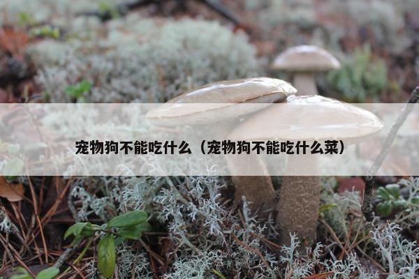 宠物狗不能吃什么（宠物狗不能吃什么菜）