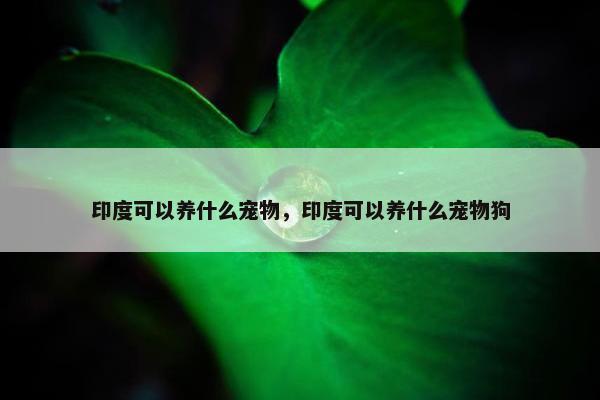 印度可以养什么宠物，印度可以养什么宠物狗