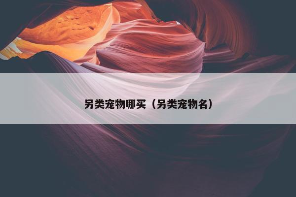 另类宠物哪买（另类宠物名）