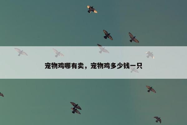 宠物鸡哪有卖，宠物鸡多少钱一只