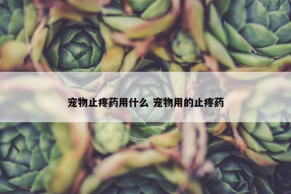 宠物止疼药用什么 宠物用的止疼药