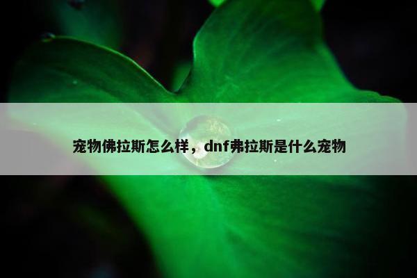 宠物佛拉斯怎么样，dnf弗拉斯是什么宠物