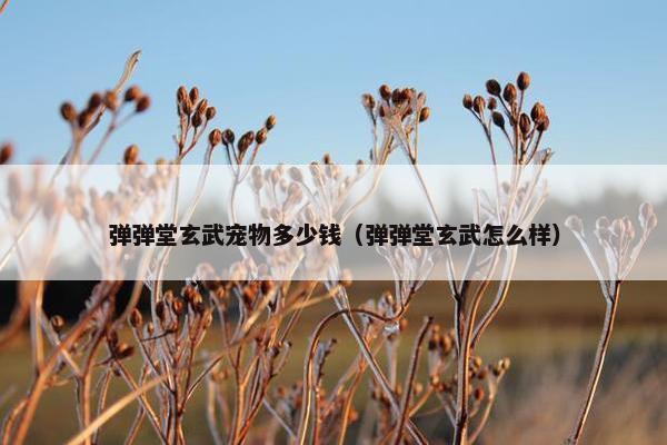 弹弹堂玄武宠物多少钱（弹弹堂玄武怎么样）