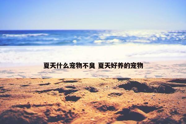 夏天什么宠物不臭 夏天好养的宠物