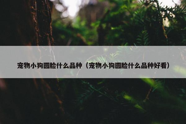 宠物小狗圆脸什么品种（宠物小狗圆脸什么品种好看）