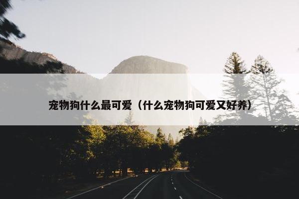 宠物狗什么最可爱（什么宠物狗可爱又好养）