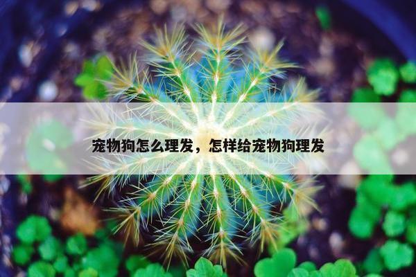 宠物狗怎么理发，怎样给宠物狗理发