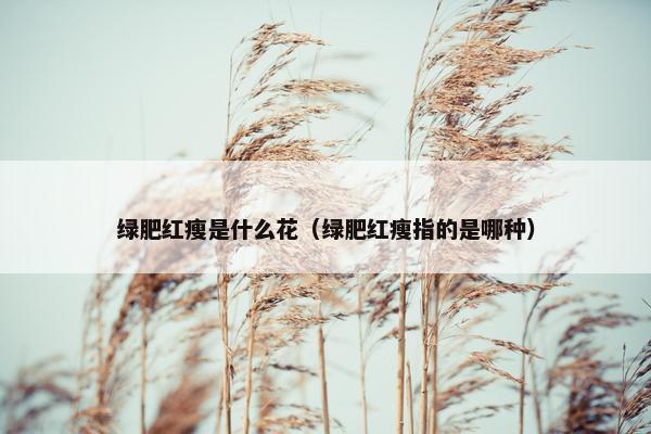 绿肥红瘦是什么花（绿肥红瘦指的是哪种）