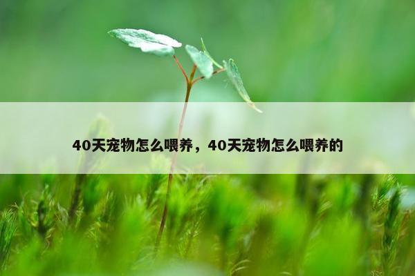 40天宠物怎么喂养，40天宠物怎么喂养的