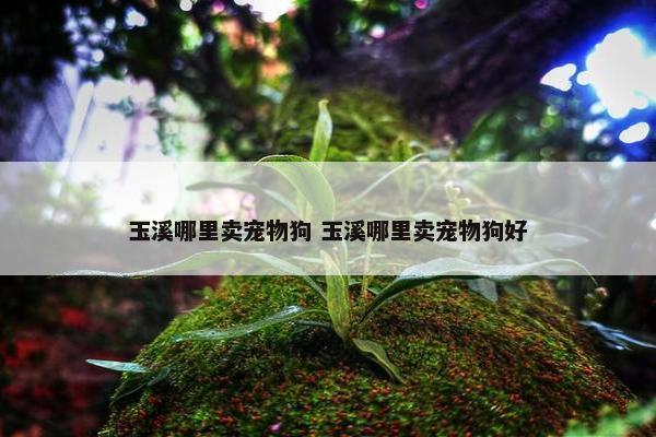 玉溪哪里卖宠物狗 玉溪哪里卖宠物狗好