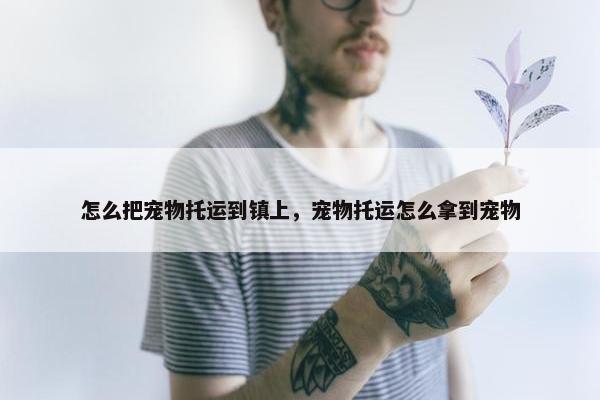 怎么把宠物托运到镇上，宠物托运怎么拿到宠物