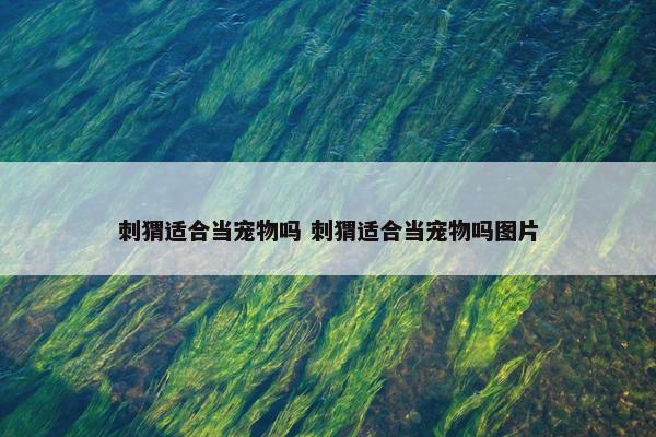 刺猬适合当宠物吗 刺猬适合当宠物吗图片