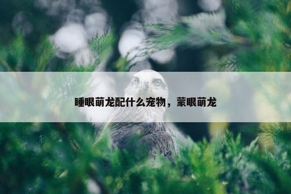 睡眼萌龙配什么宠物，蒙眼萌龙