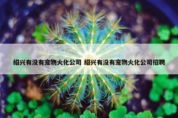 绍兴有没有宠物火化公司 绍兴有没有宠物火化公司招聘