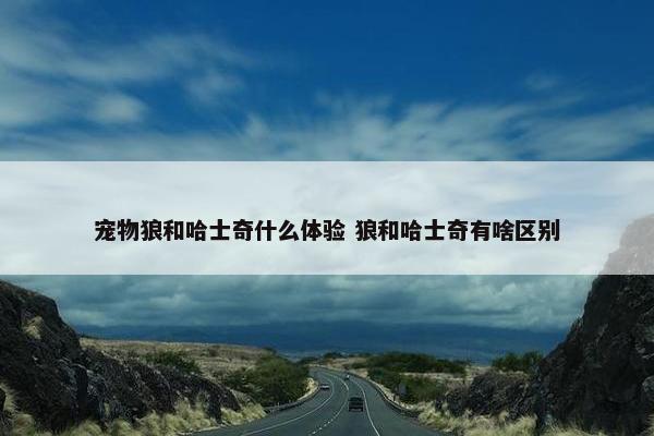 宠物狼和哈士奇什么体验 狼和哈士奇有啥区别