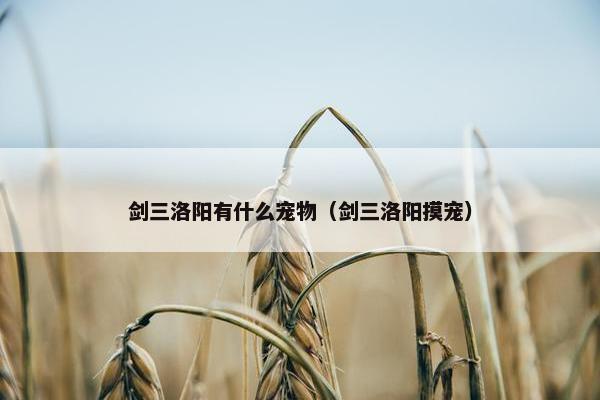 剑三洛阳有什么宠物（剑三洛阳摸宠）