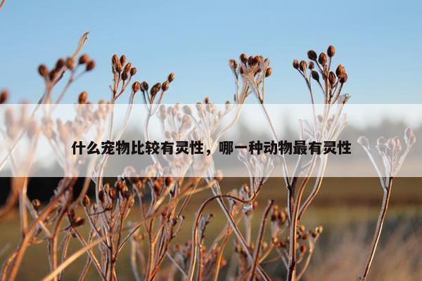 什么宠物比较有灵性，哪一种动物最有灵性