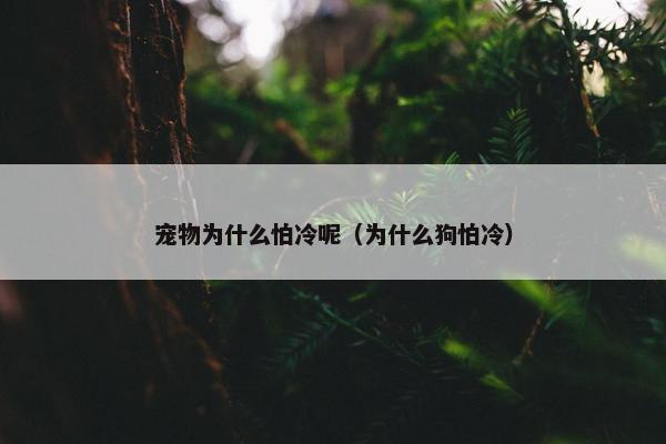 宠物为什么怕冷呢（为什么狗怕冷）